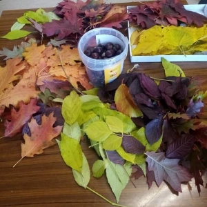 Materiały do robienia ozdób - liście w kolorach jesiennych i kasztany.